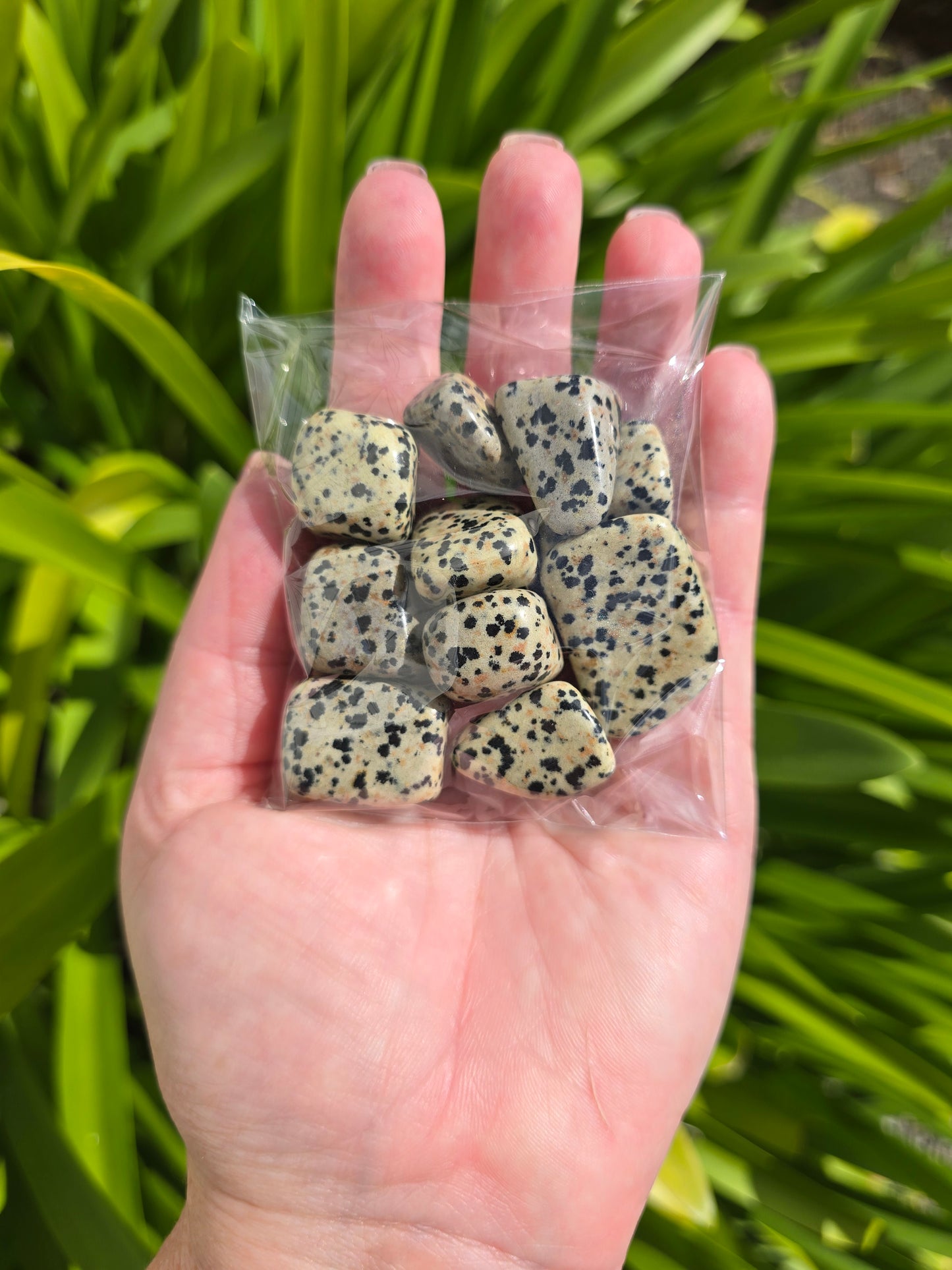 Dalmatian Jasper Tumbled Stones 10 Pack Valued at $30