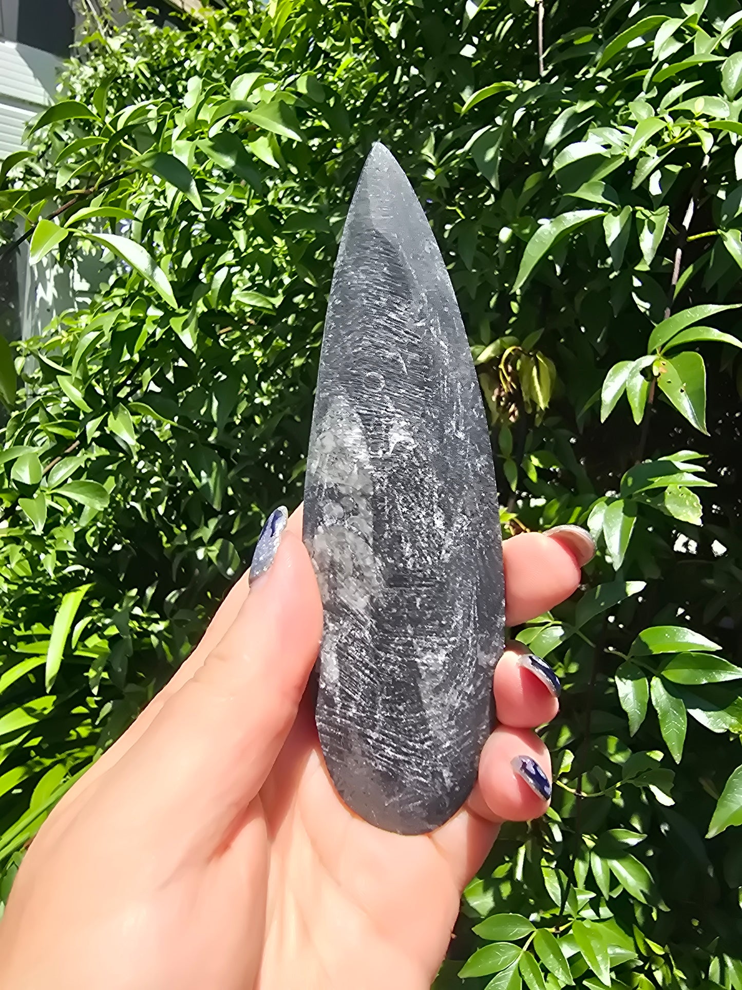 Orthoceras Blade C