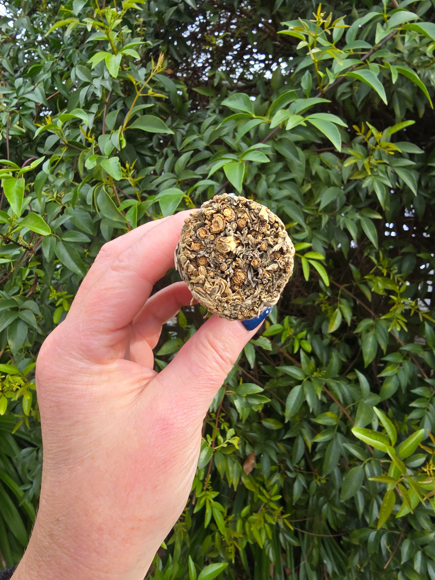 Blue Sage Smudge Stick Small 4inch