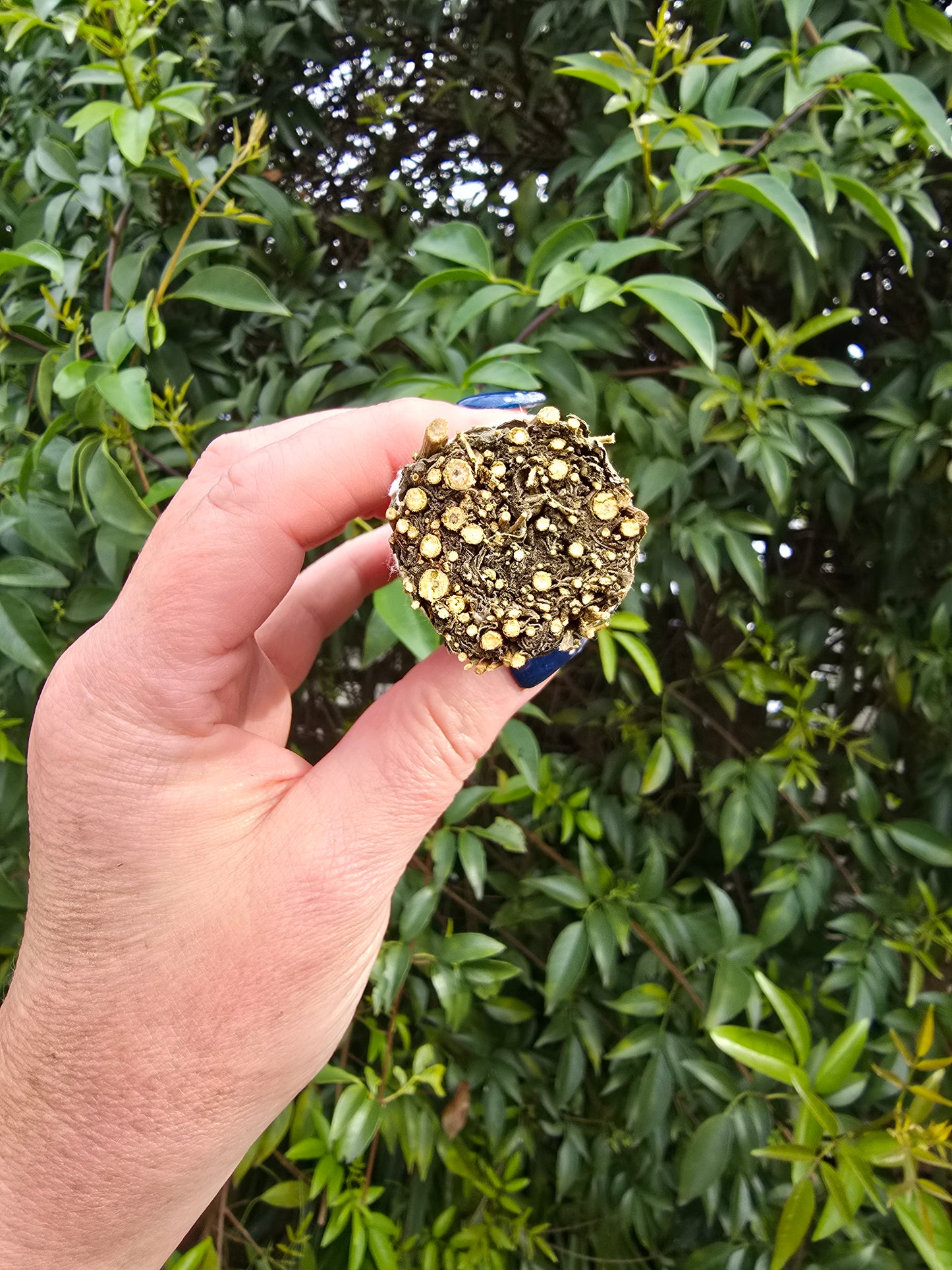 Black Sage Smudge Stick Small 4inch