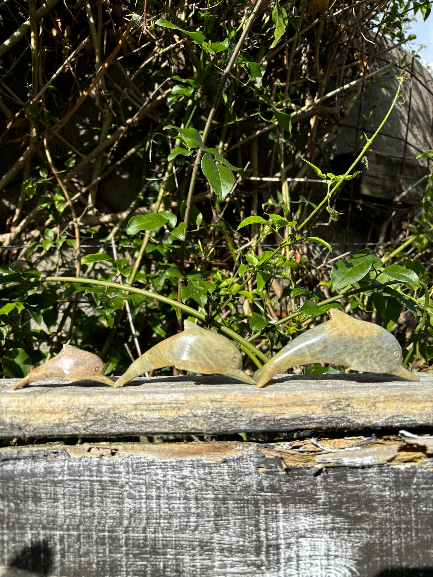 Dolphin Soapstone Family A