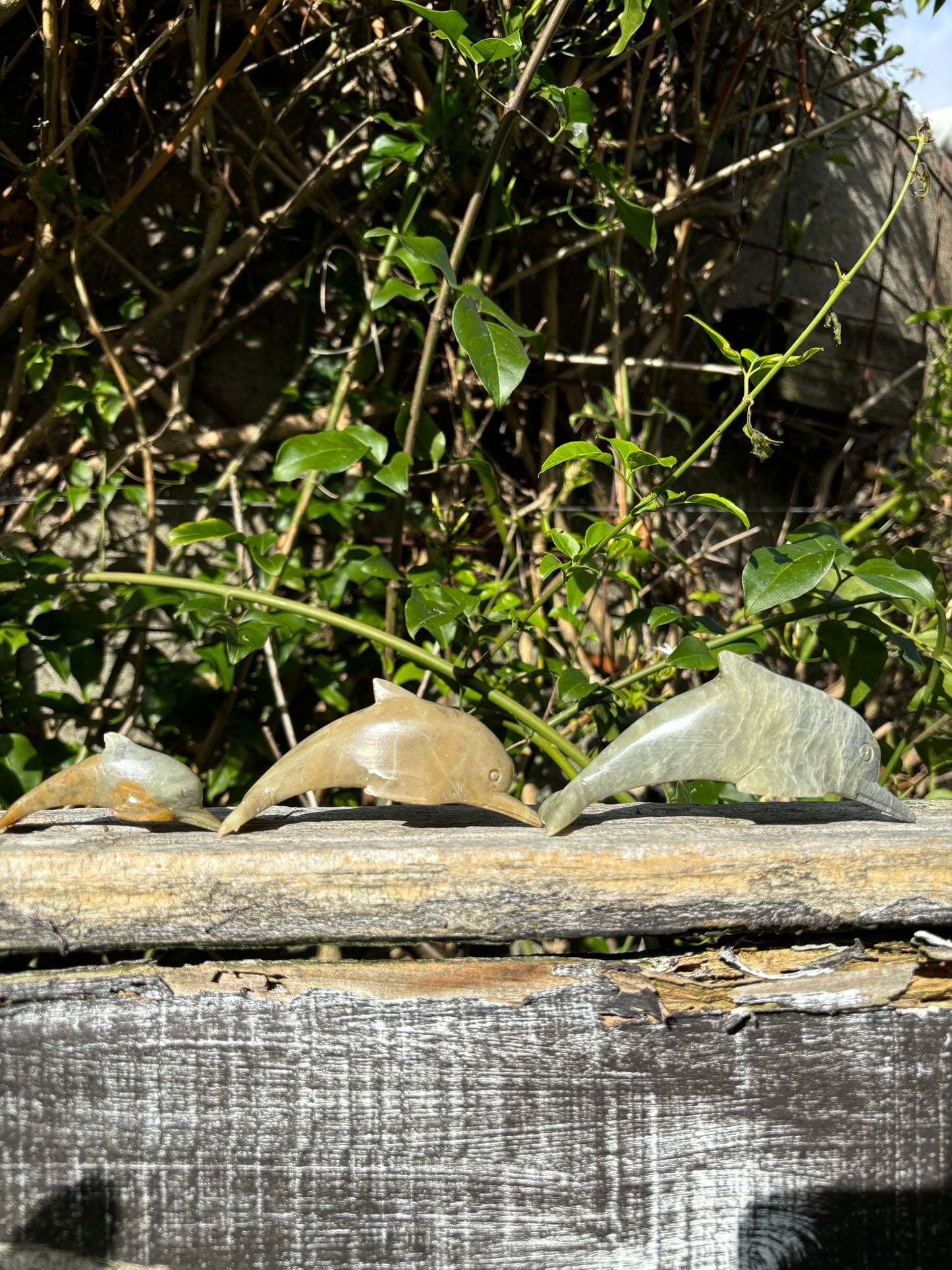 Dolphin Soapstone Family B