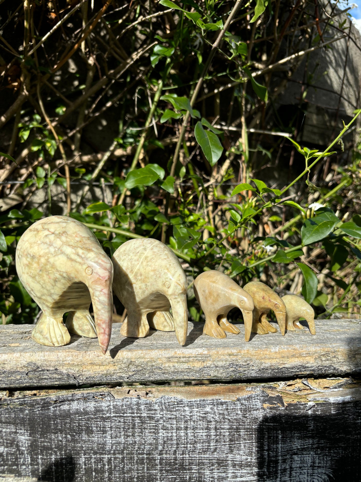 Kiwi Soapstone Family C