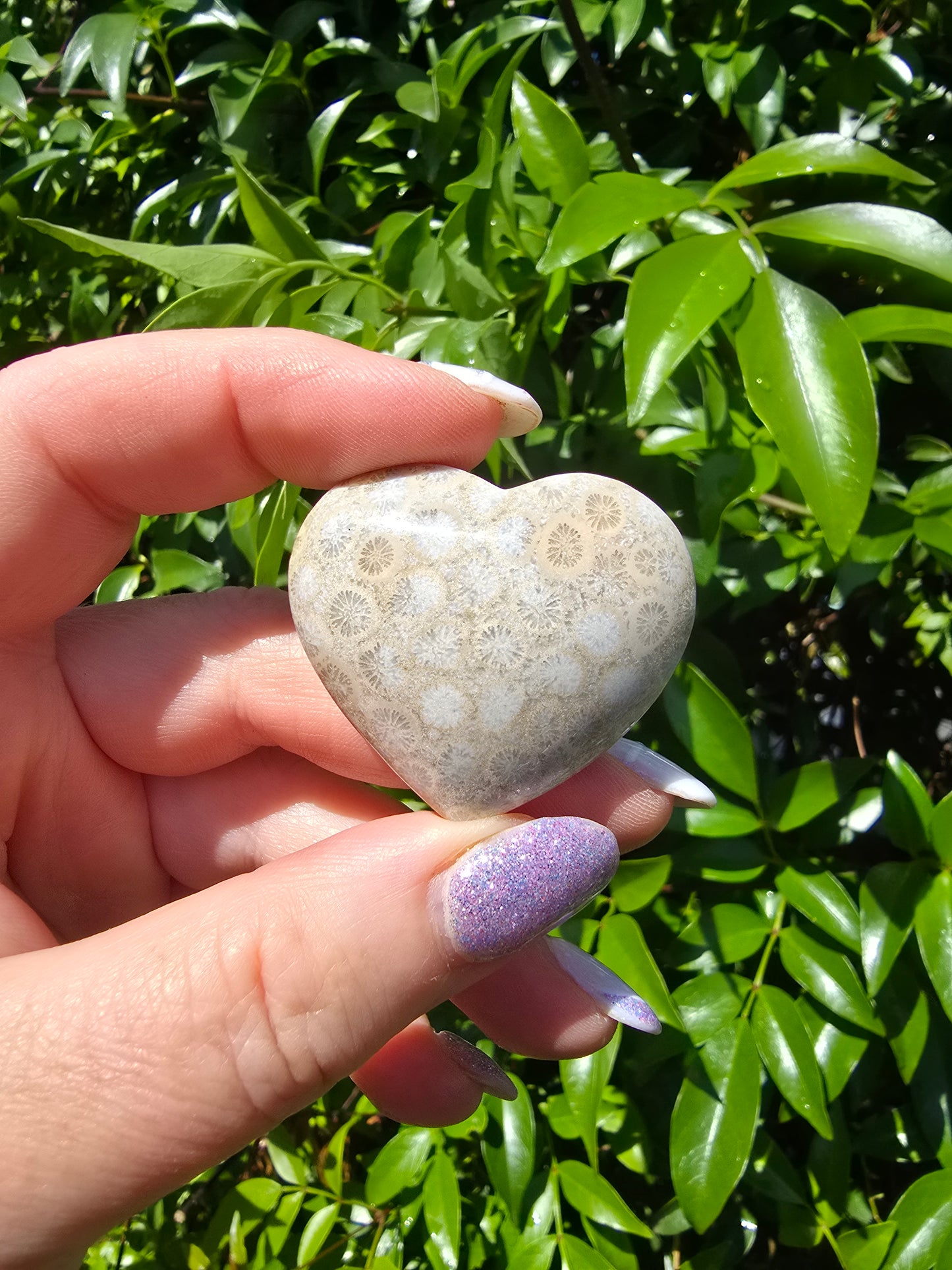 Fossil Coral Small Heart