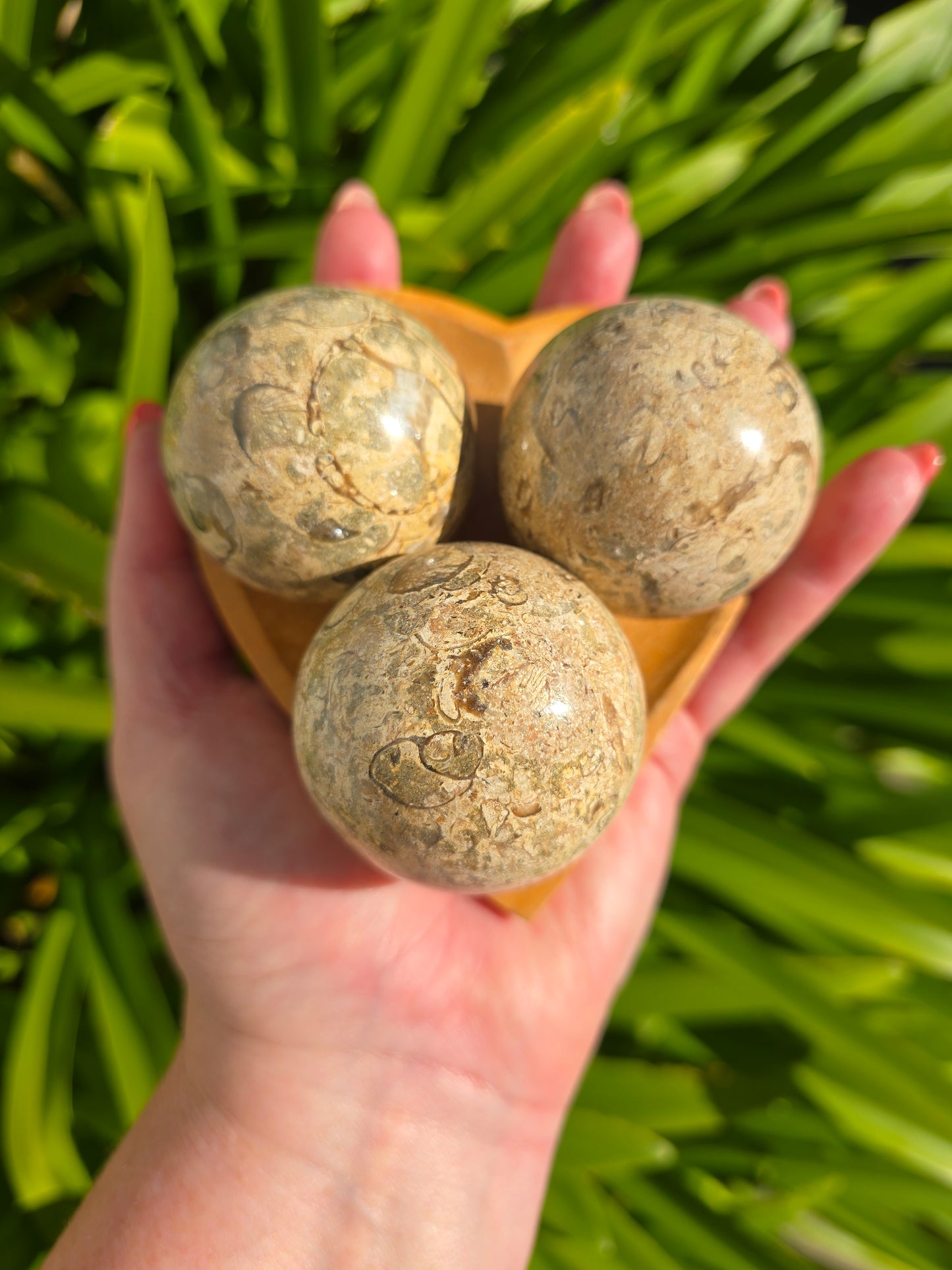 Fossil Medium Sphere