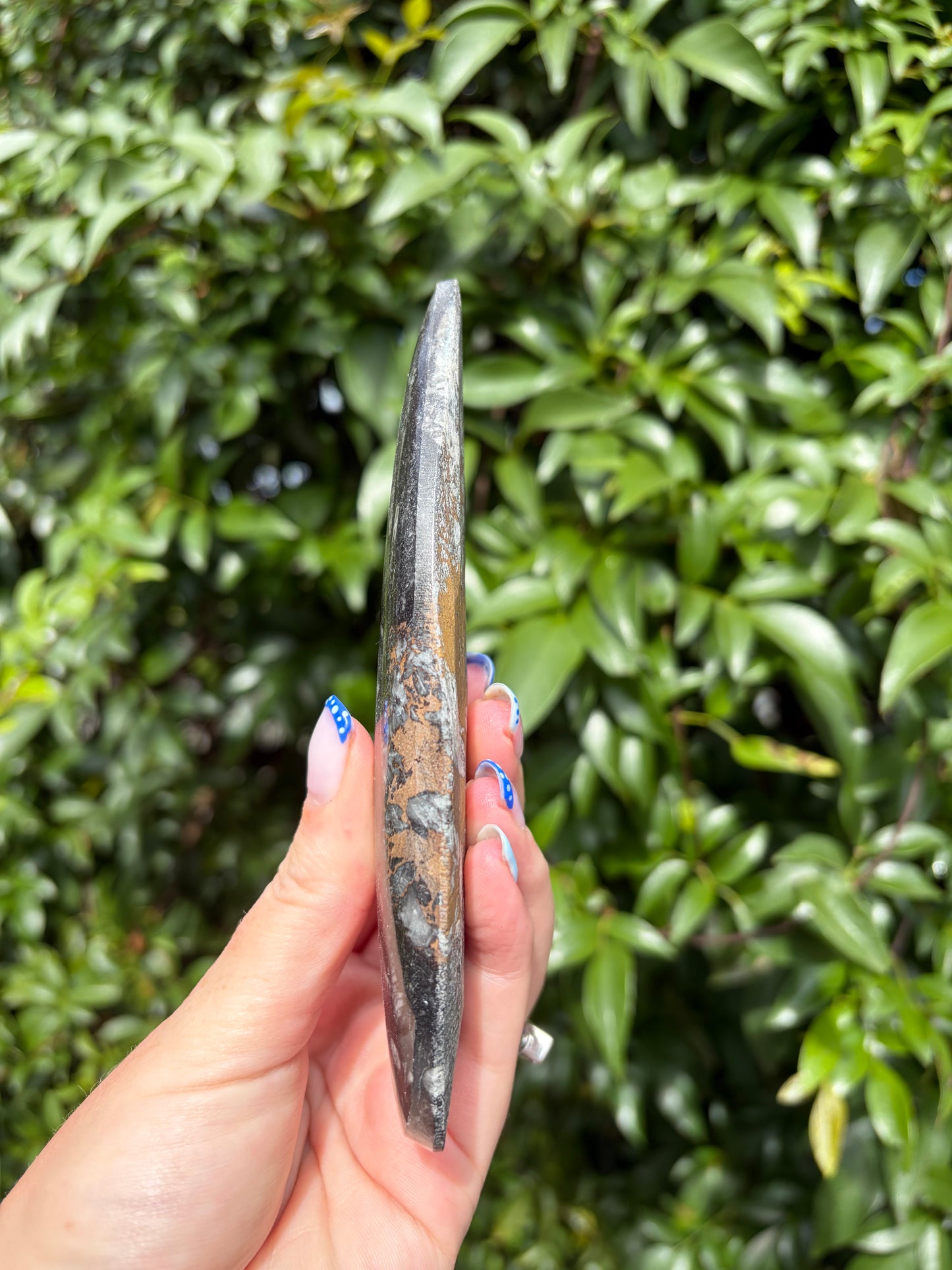 Orthoceras Blade A