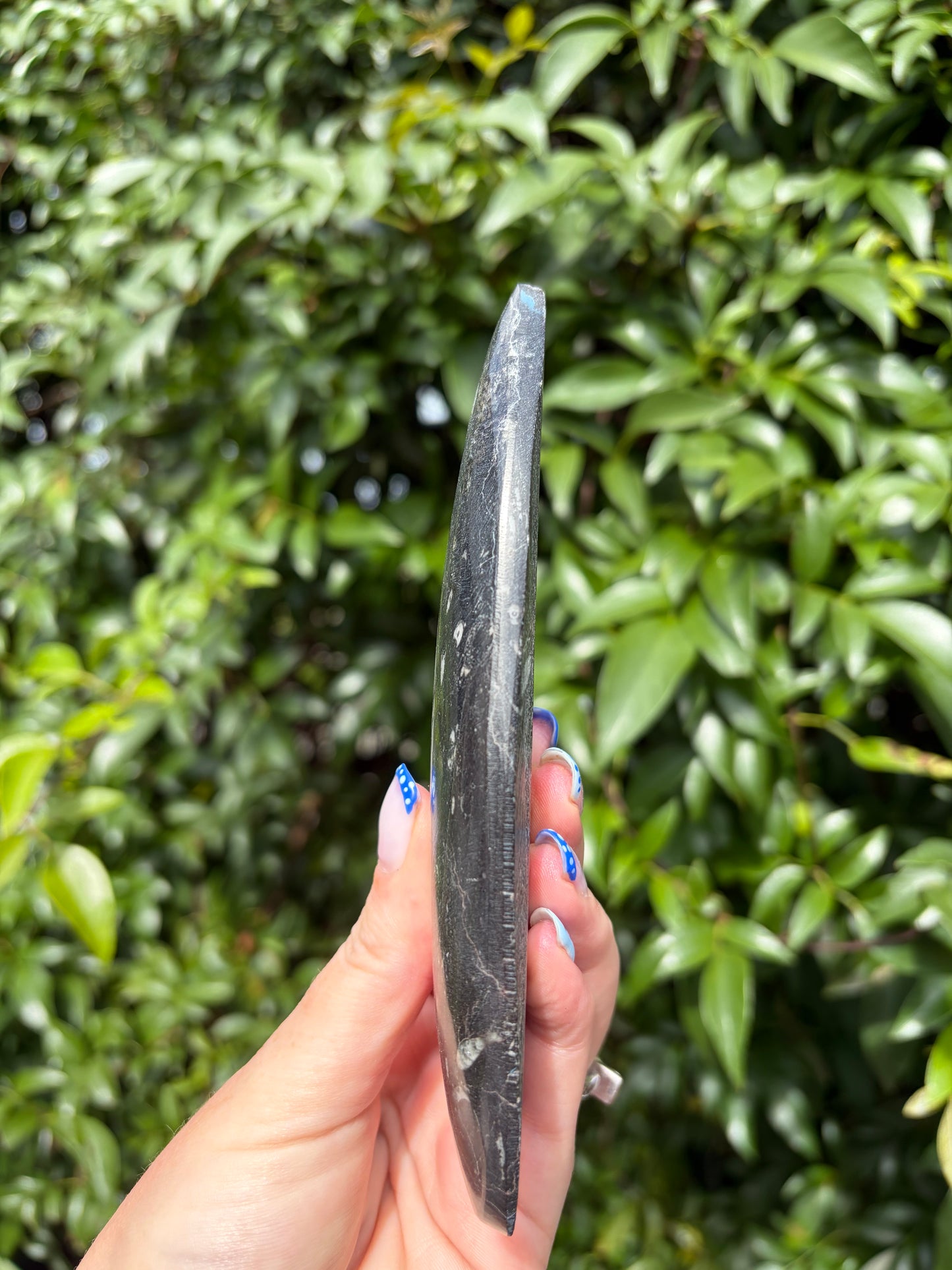Orthoceras Blade E