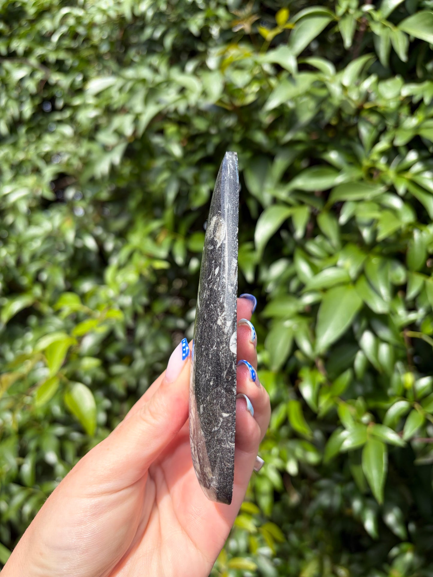Orthocereas Blade G