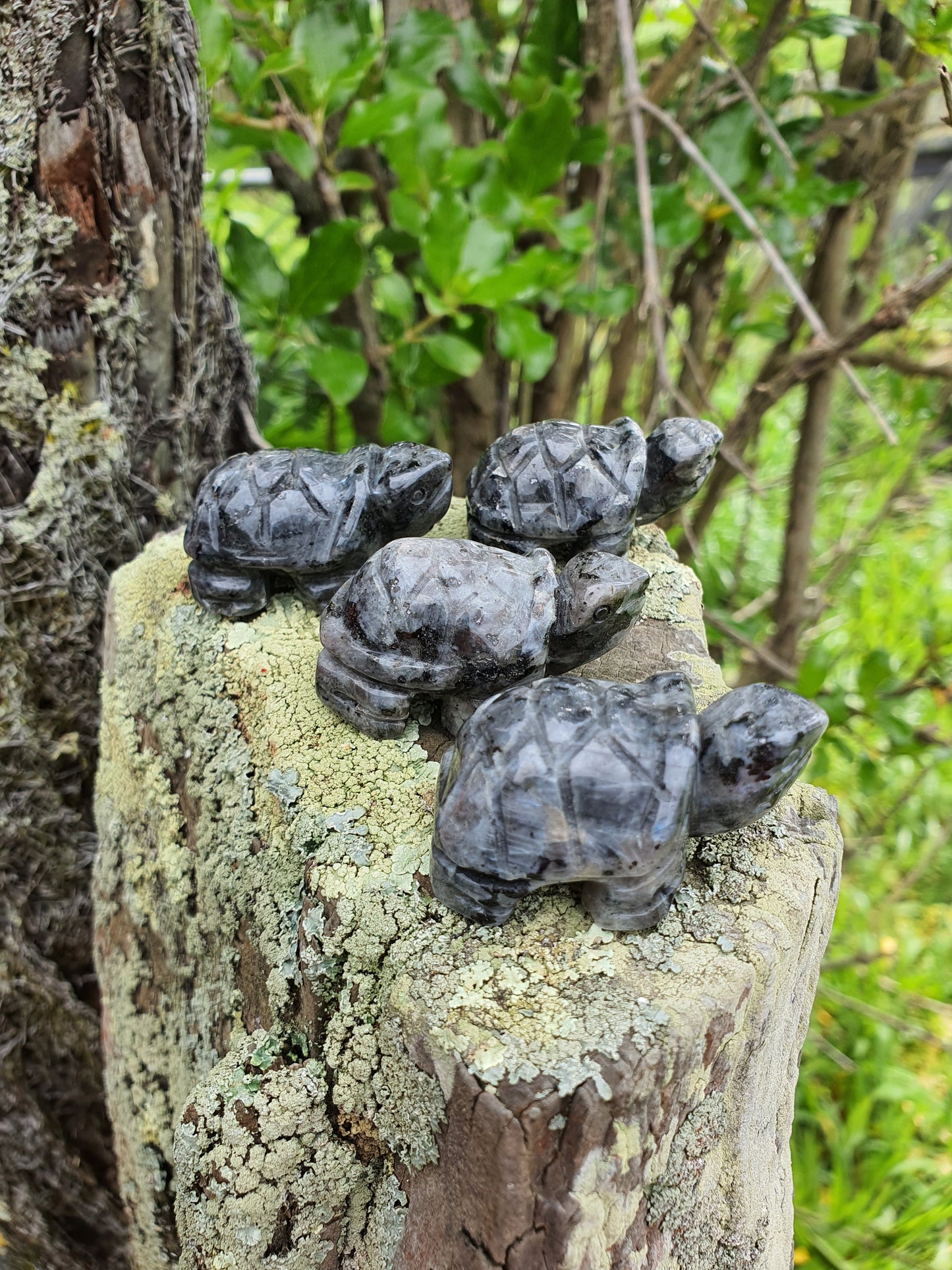 Larvikite Turtle
