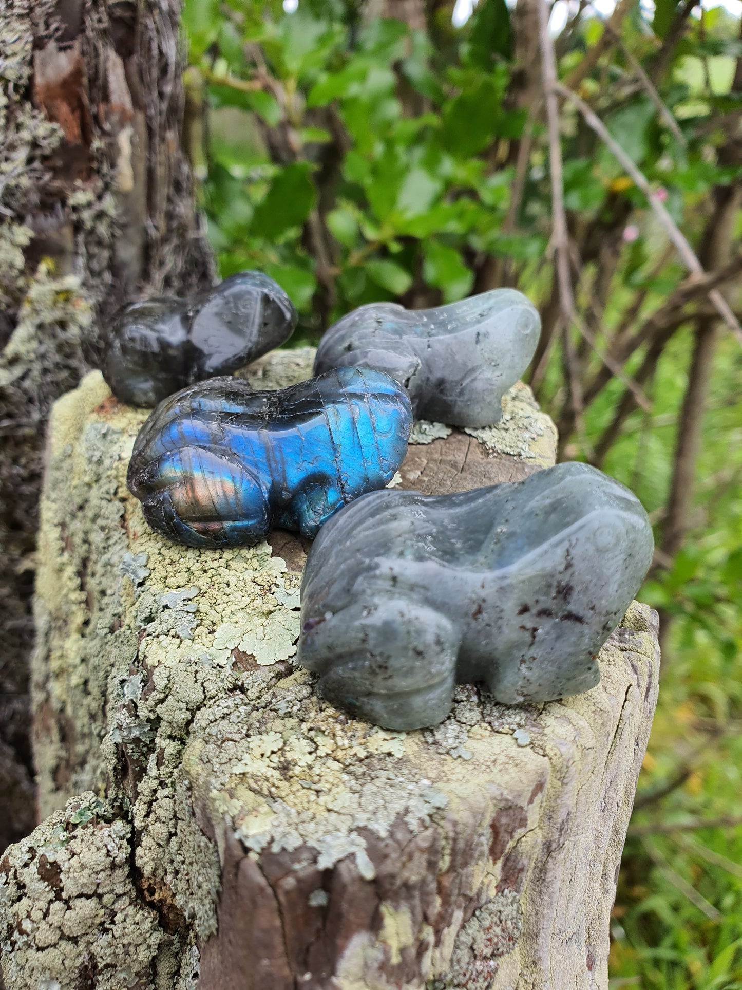 Labradorite Frog