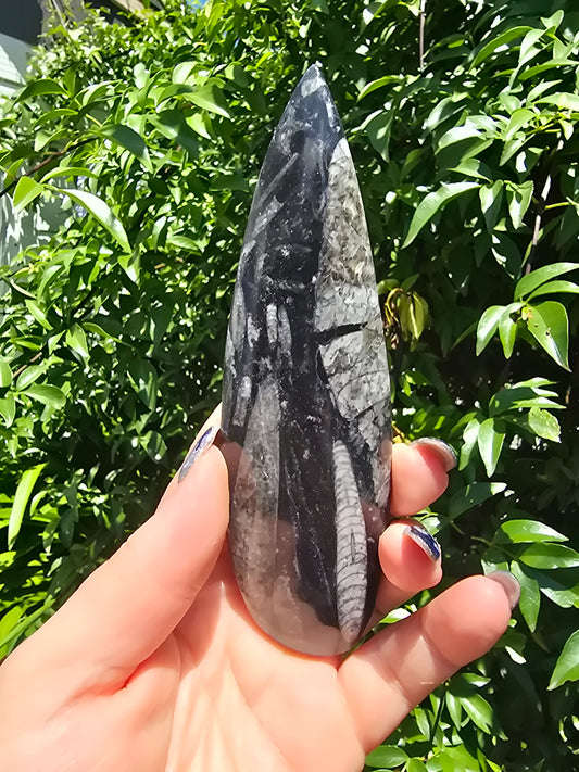 Orthoceras Blade C