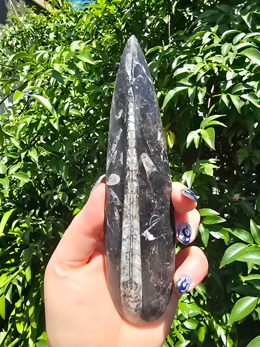 Orthoceras Blade D