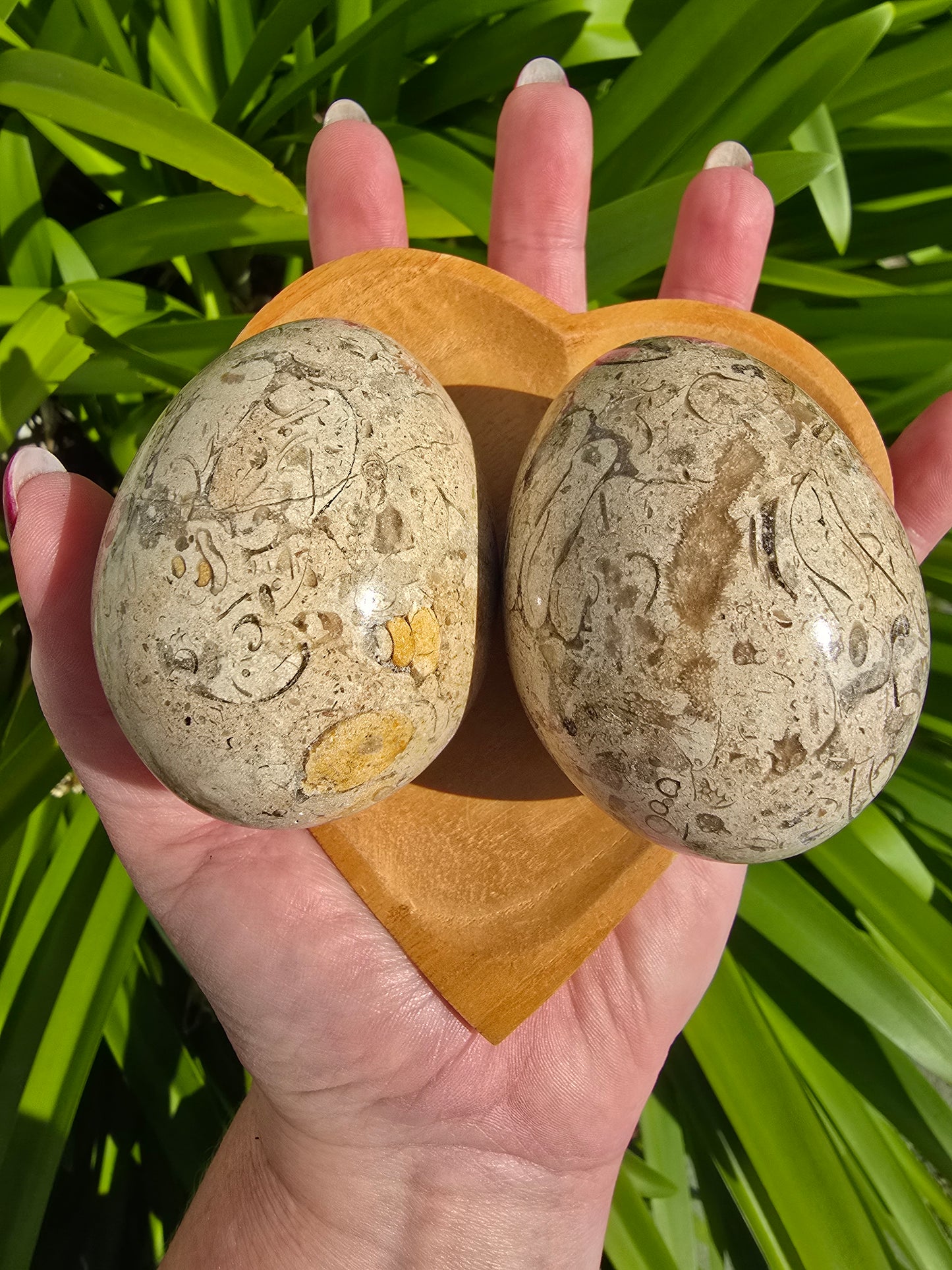 Fossil Egg
