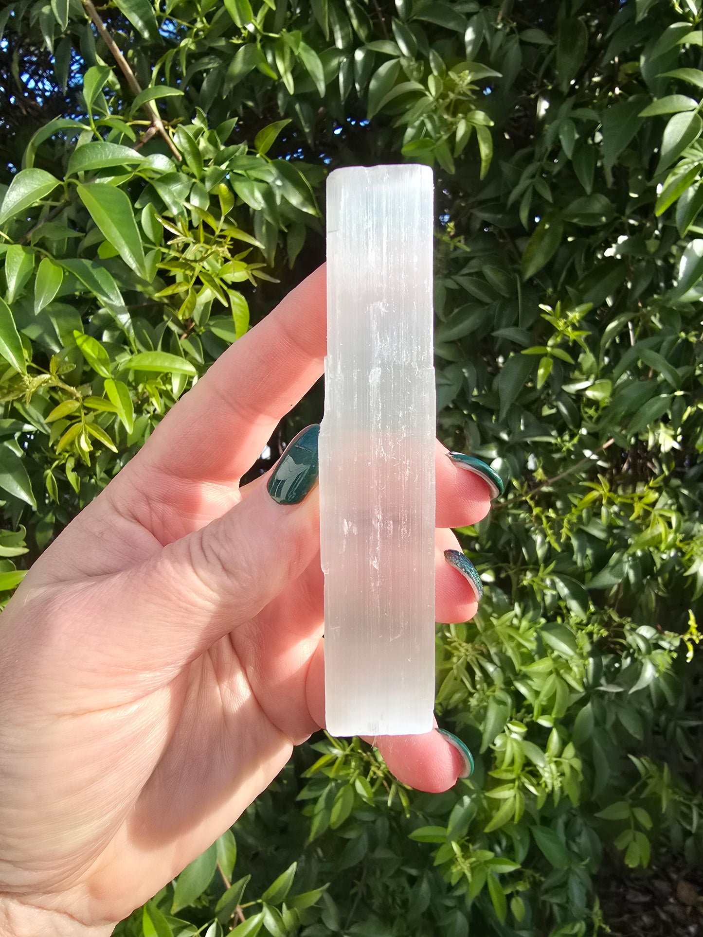 Selenite Rods Large Bulk Pack of 5 Rough Crystals Valued at $25