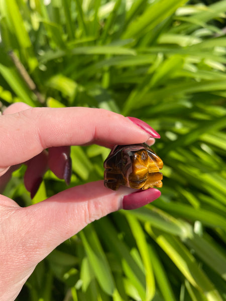 Tigers Eyes Turtle