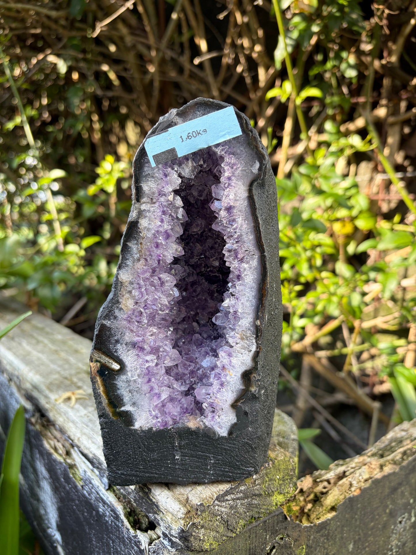 Amethyst Geode | Cave A 1.6kgs