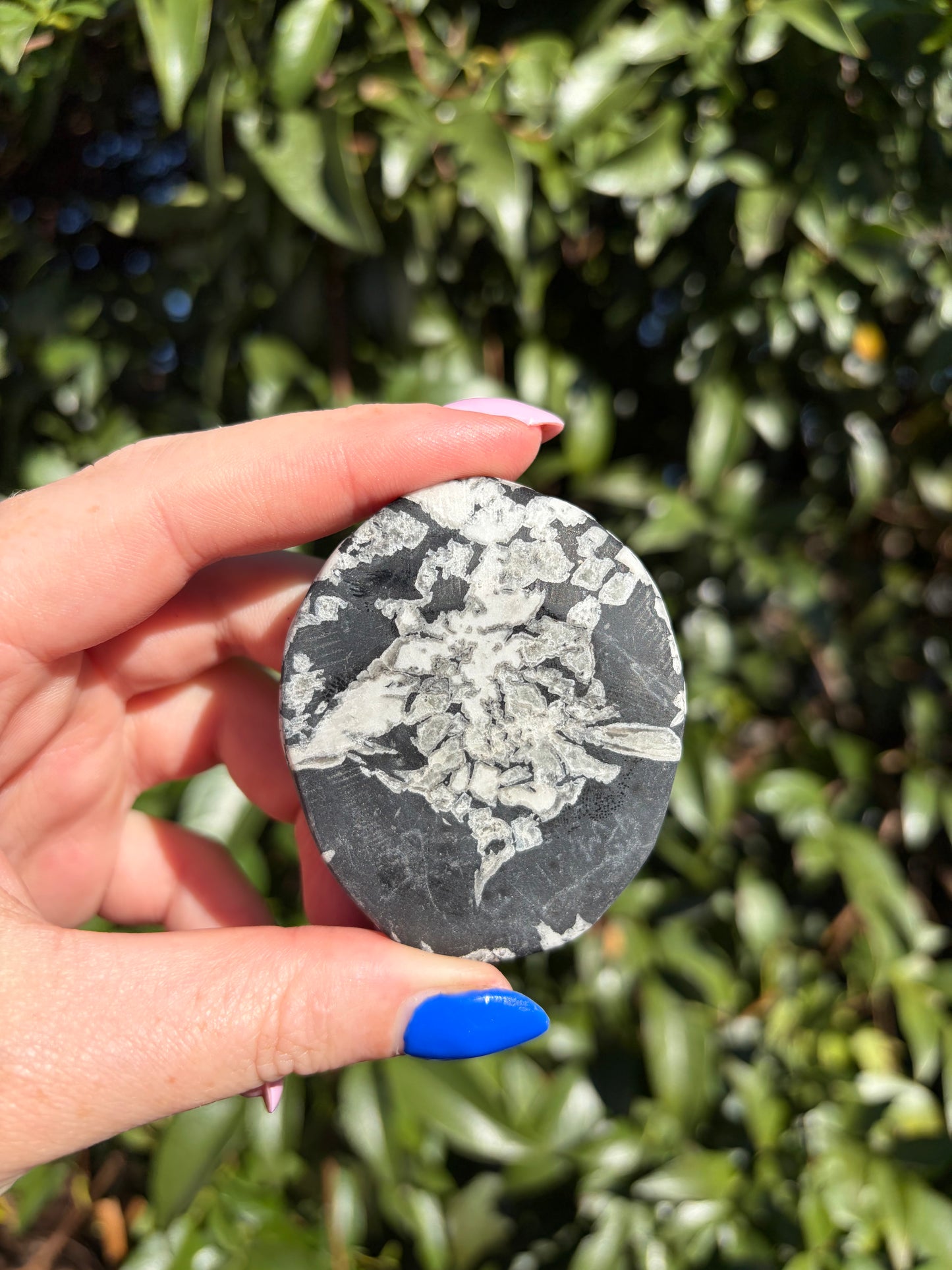 Chrysanthemum Stone Piece B