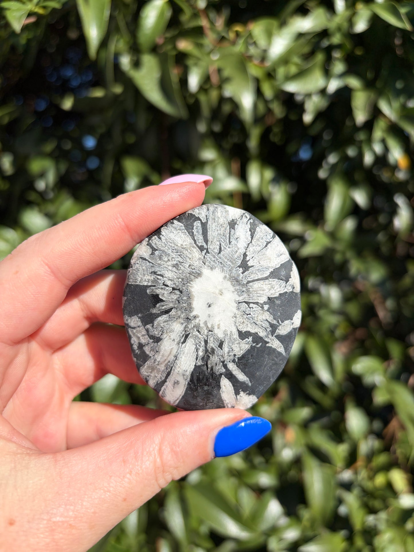 Chrysanthemum Stone Piece B