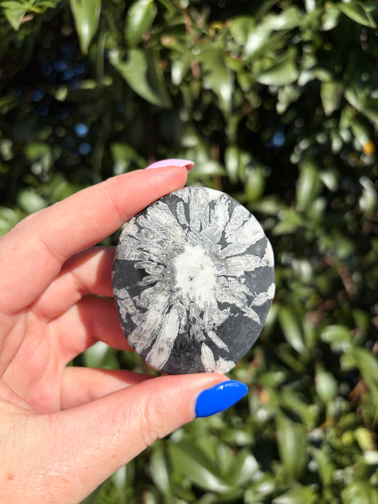Chrysanthemum Stone Piece B