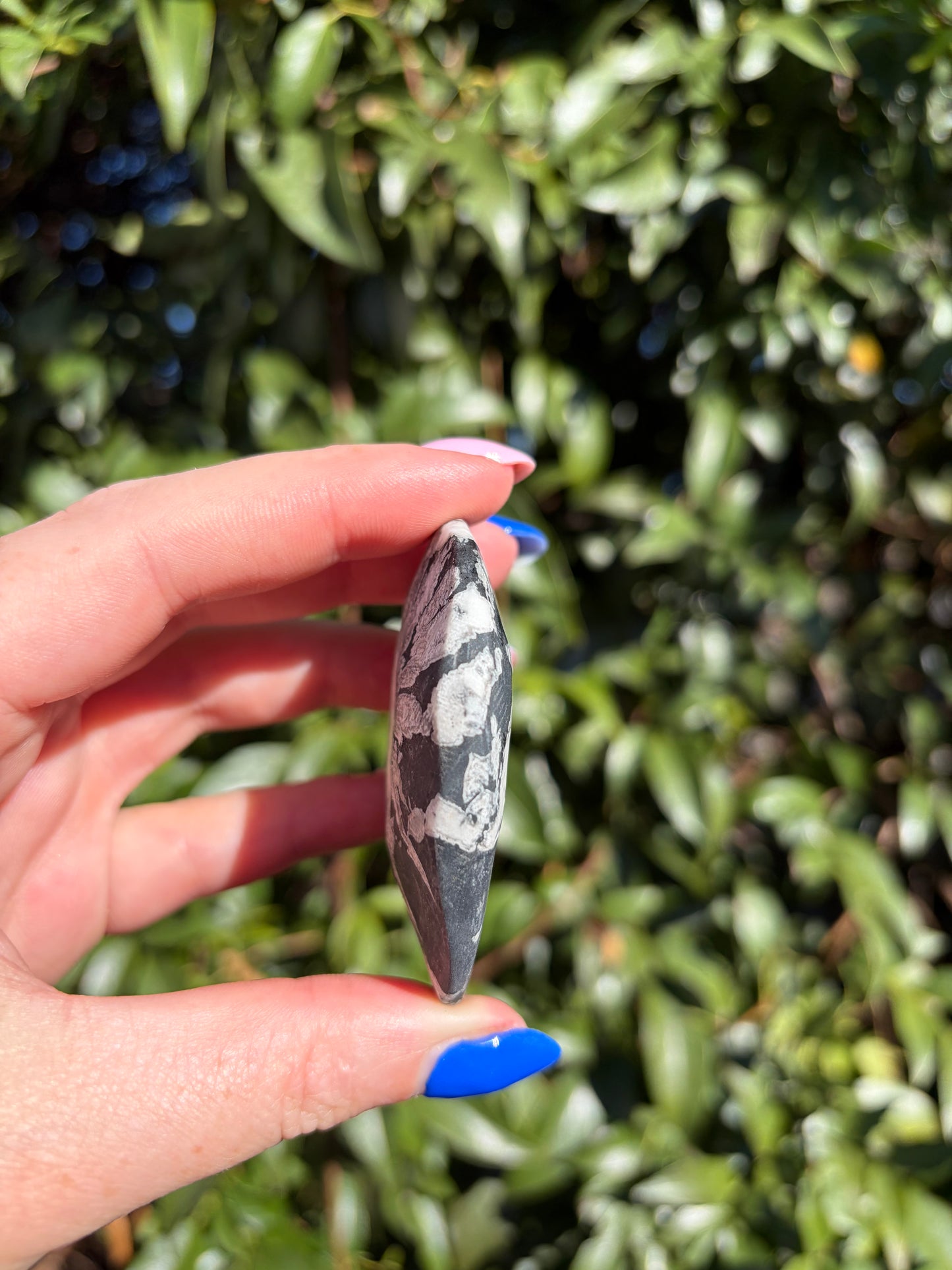 Chrysanthemum Stone Piece B