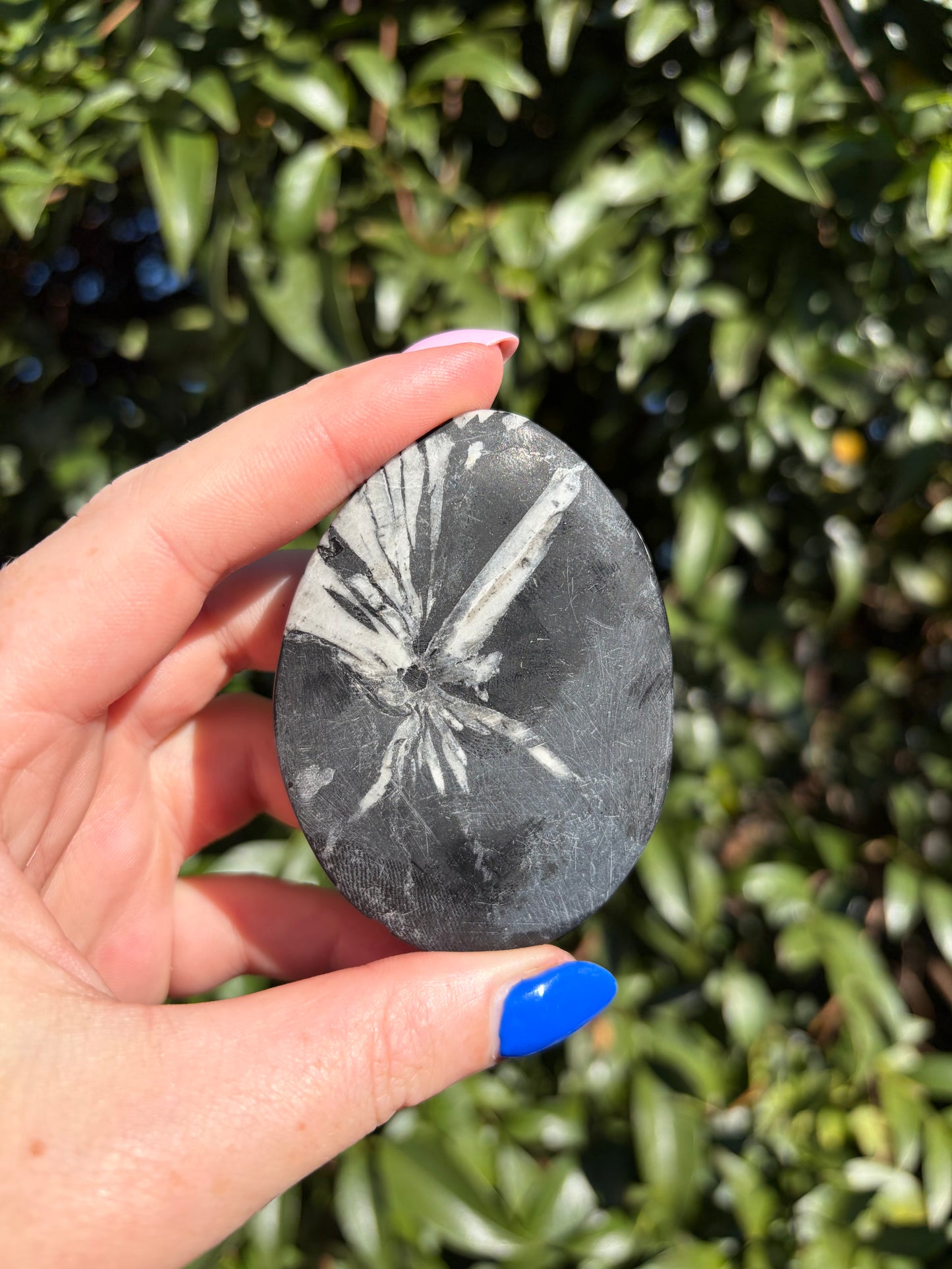 Chrysanthemum Stone Piece C