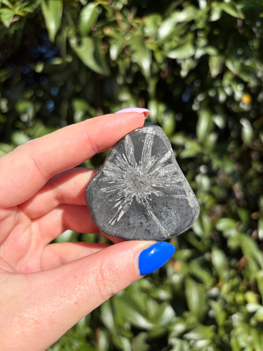 Chrysanthemum Stone Piece D