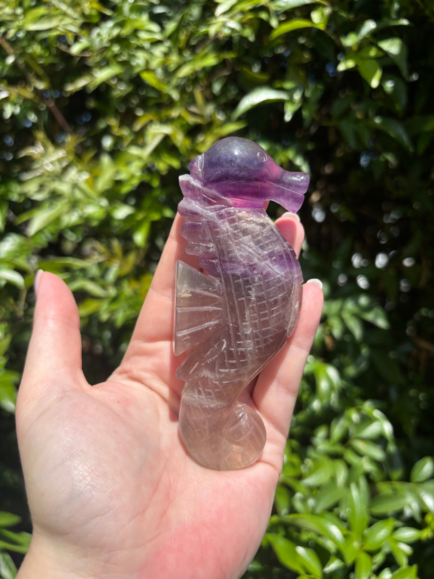 Fluorite Polished Sea Horse