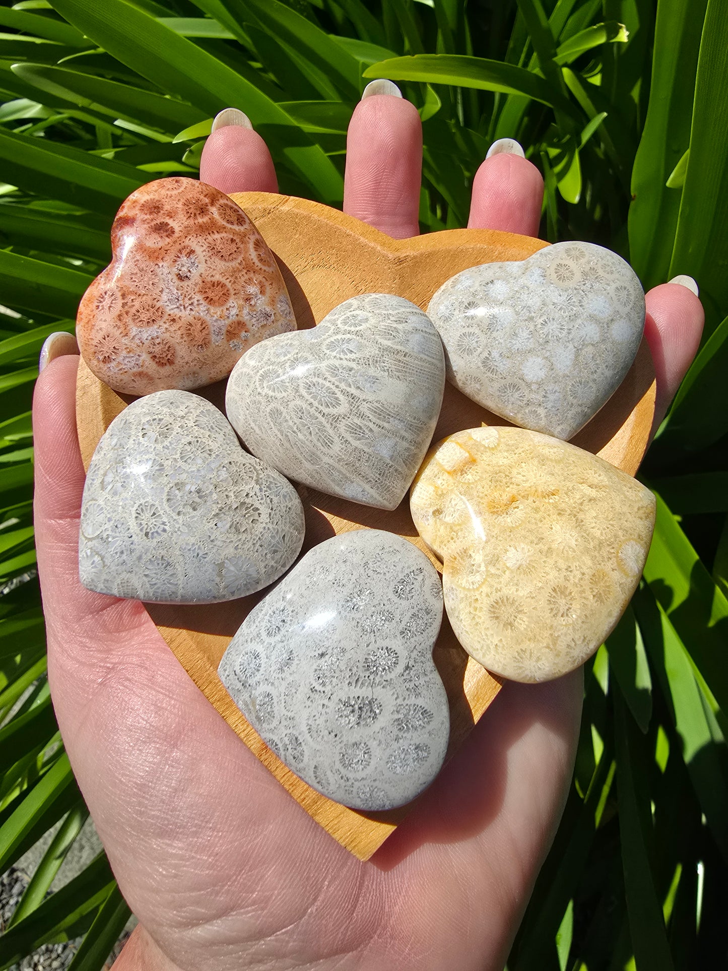 Fossil Coral Small Heart