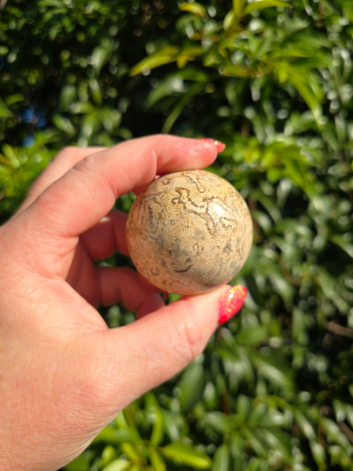 Fossil Medium Sphere