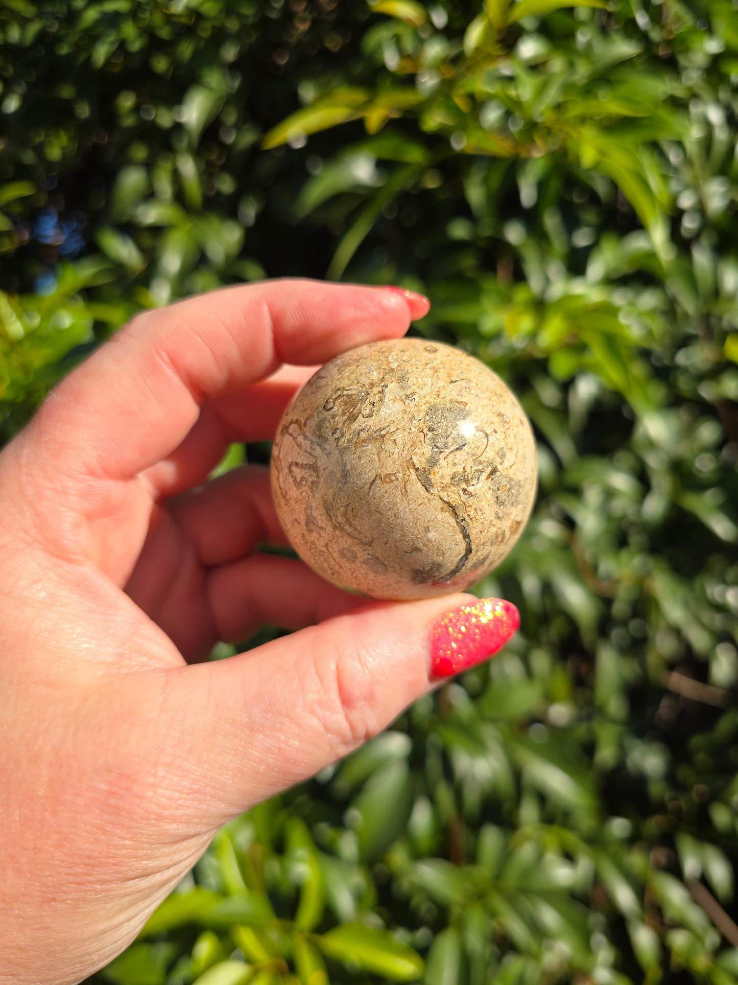 Fossil Medium Sphere