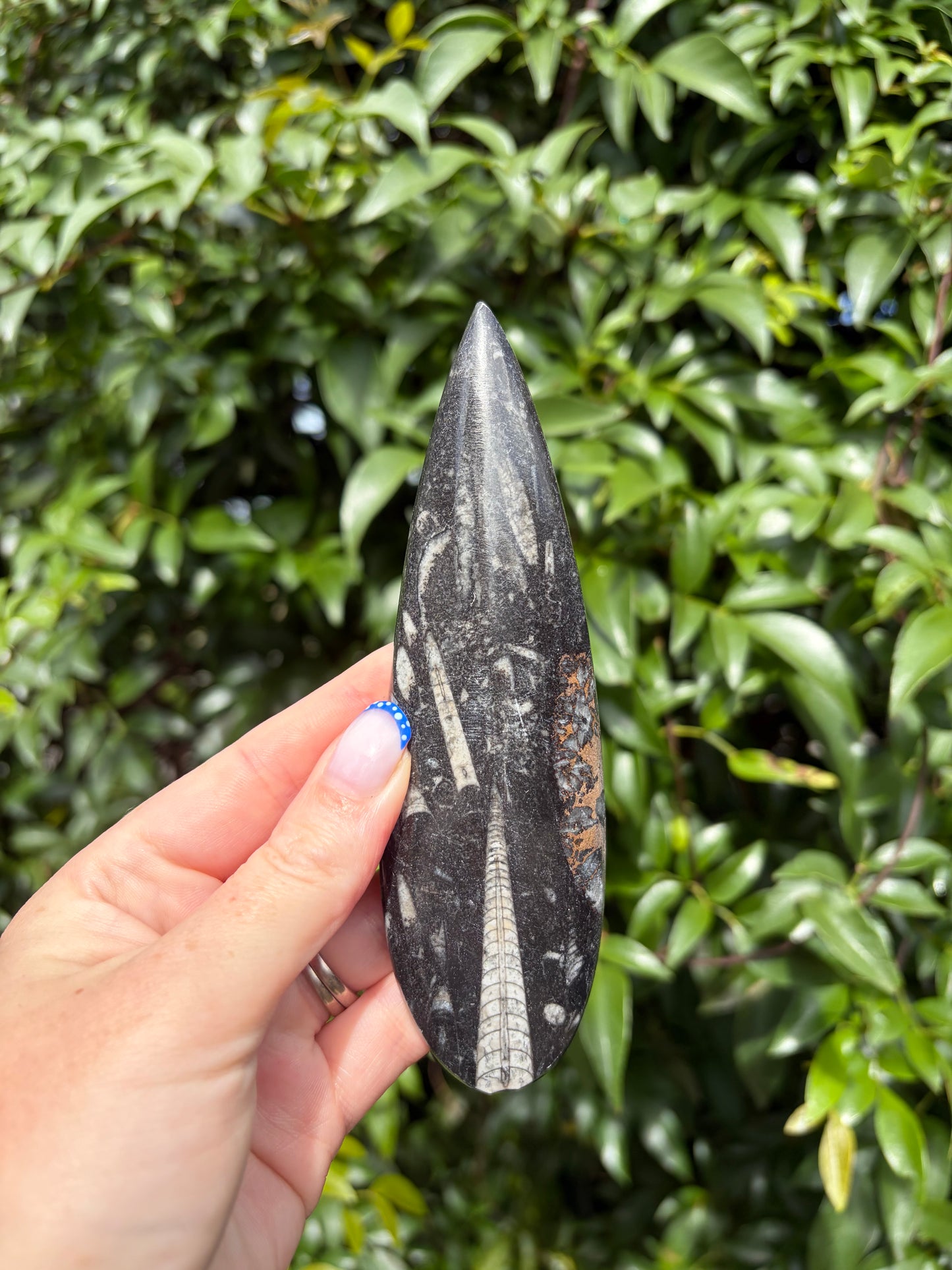 Orthoceras Blade A