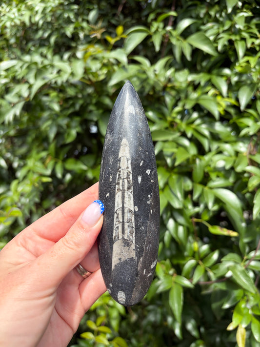 Orthoceras Blade E