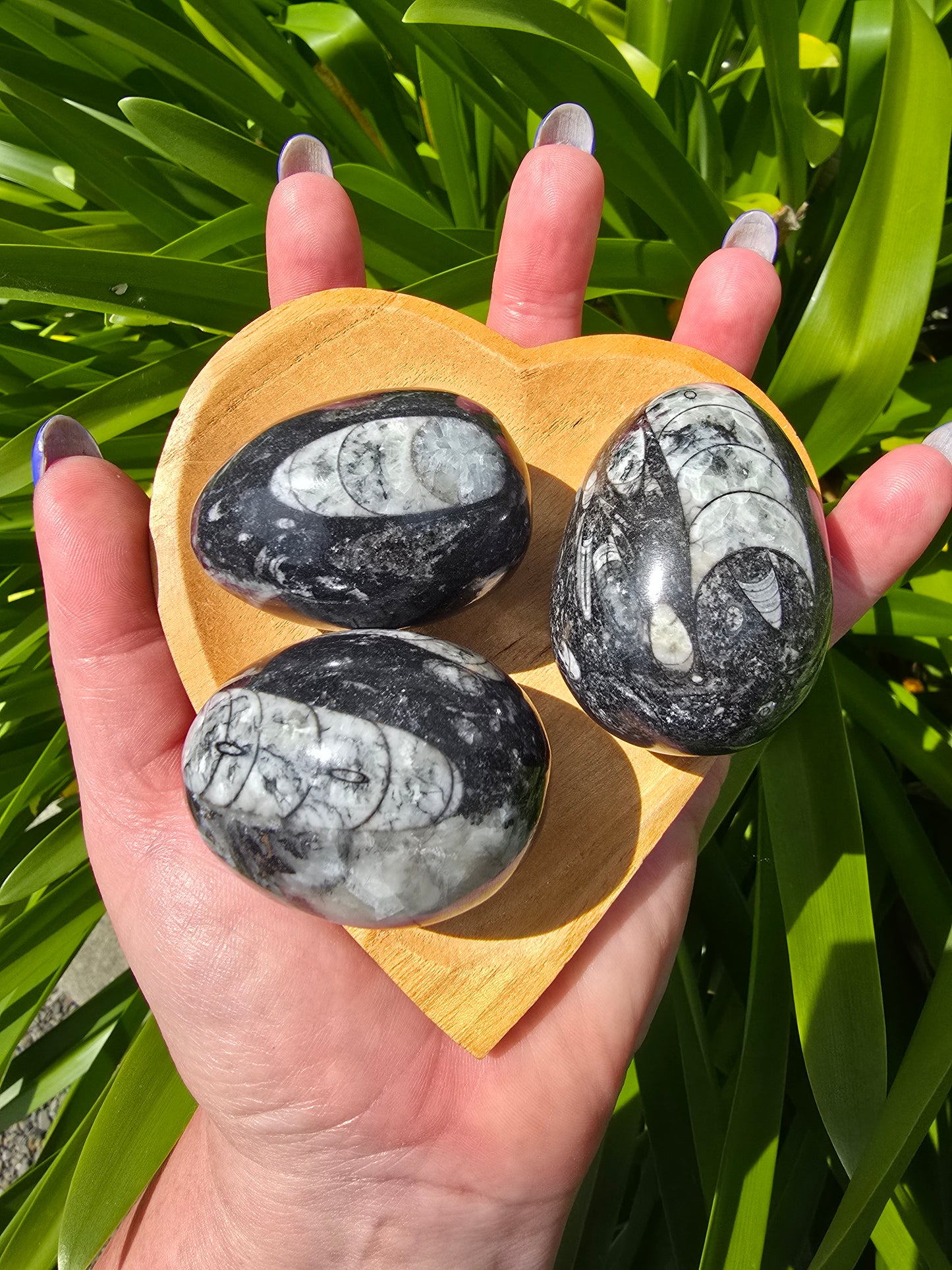 Orthoceras Fossil Egg
