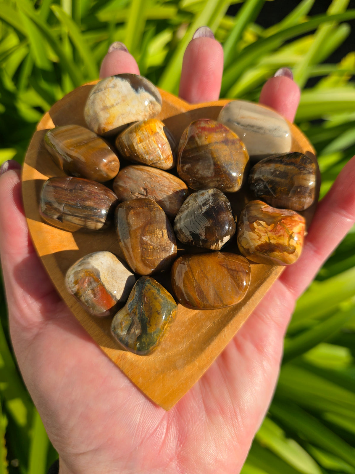 Petrified Wood Tumbled Stone