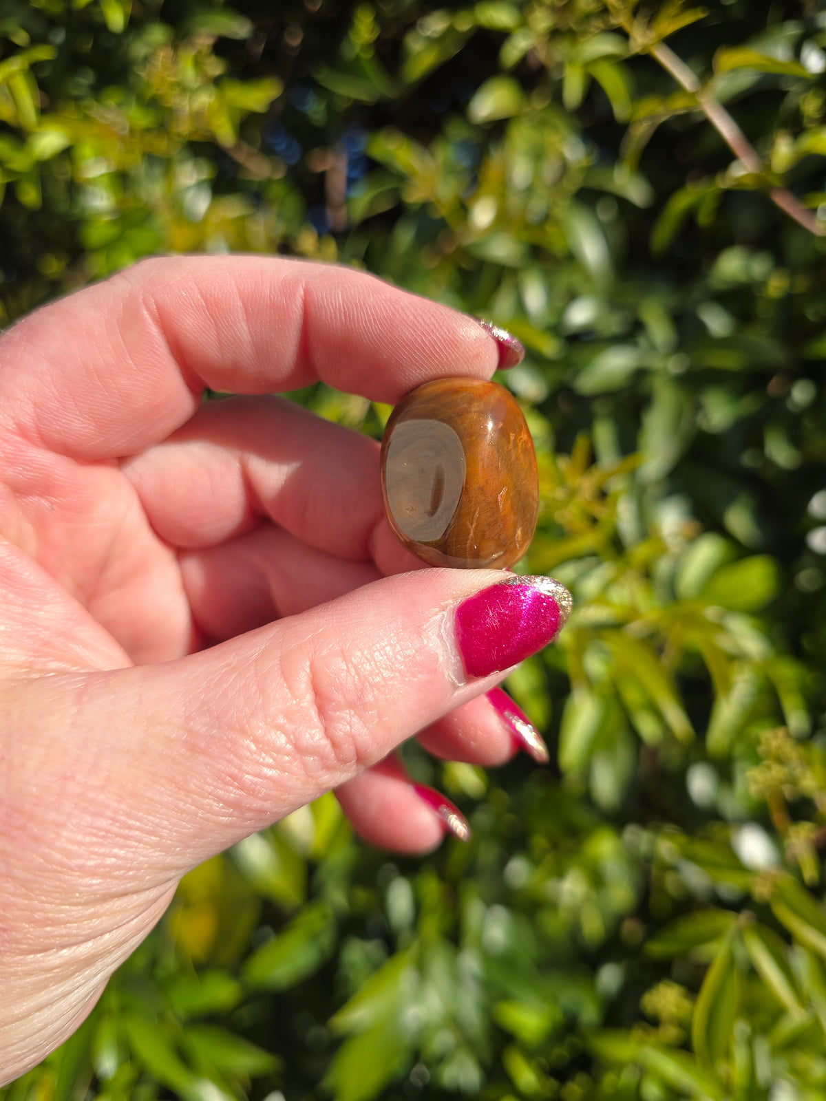 Petrified Wood Tumbled Stone
