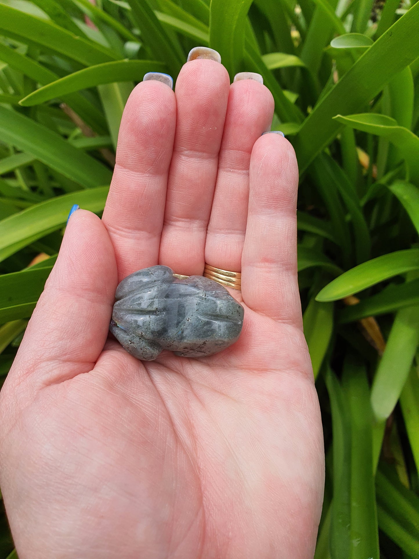 Labradorite Frog